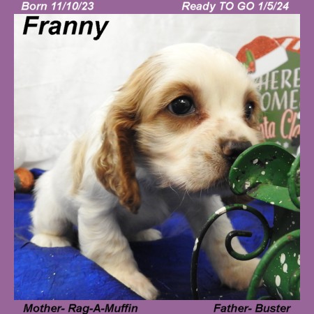 puppy, for, sale, Cocker Spaniel, Joe & Cherri  Overlease, dog, breeder, Miller, MO, dog-breeder, puppy-for-sale, forsale, nearby, find, puppyfind, locator, puppylocator, aca